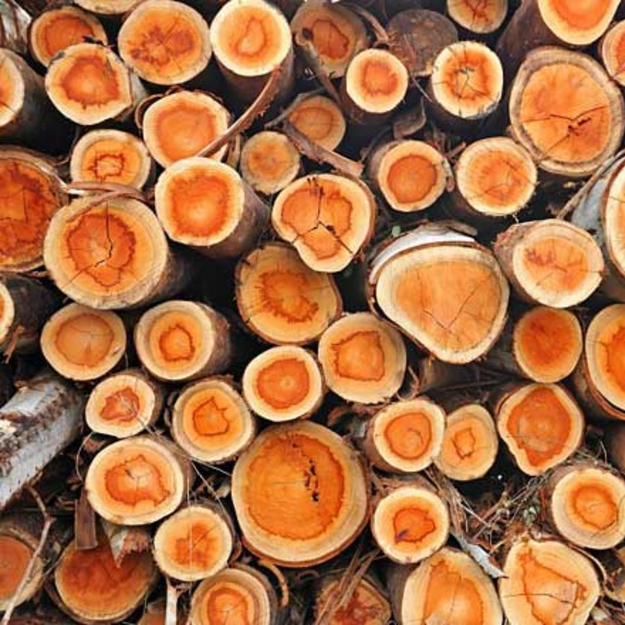 Cedar