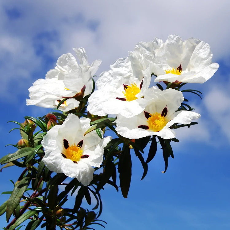 Cistus Labdanum