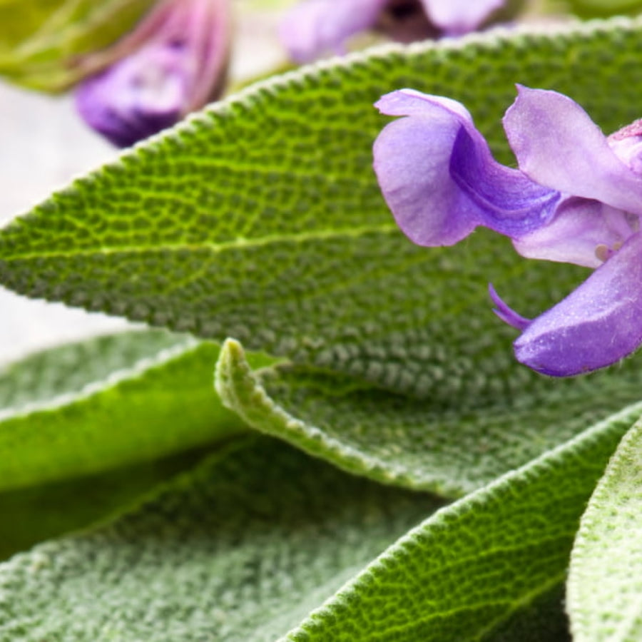 Clary Sage