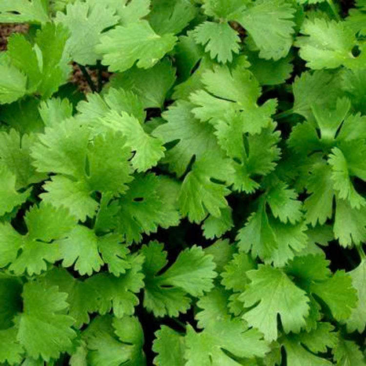 Coriander