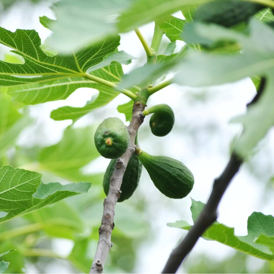 Fig