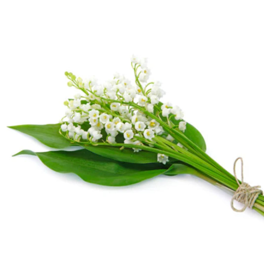 Lily of the Valley
