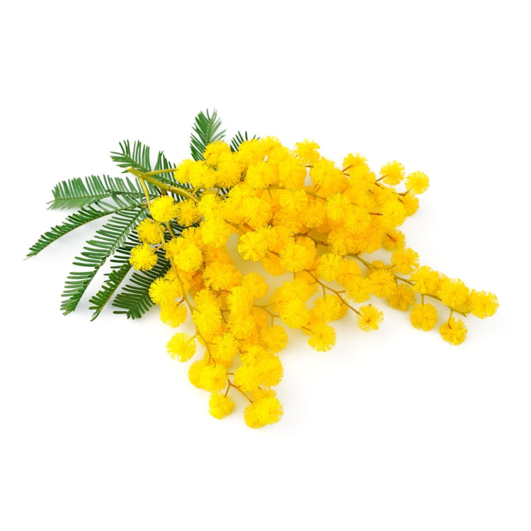 Mimosa