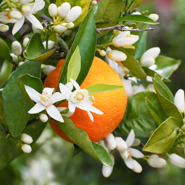 Neroli