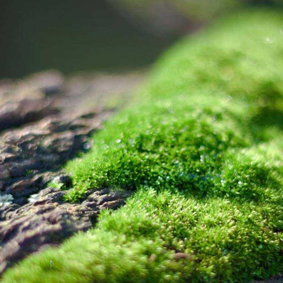Oakmoss