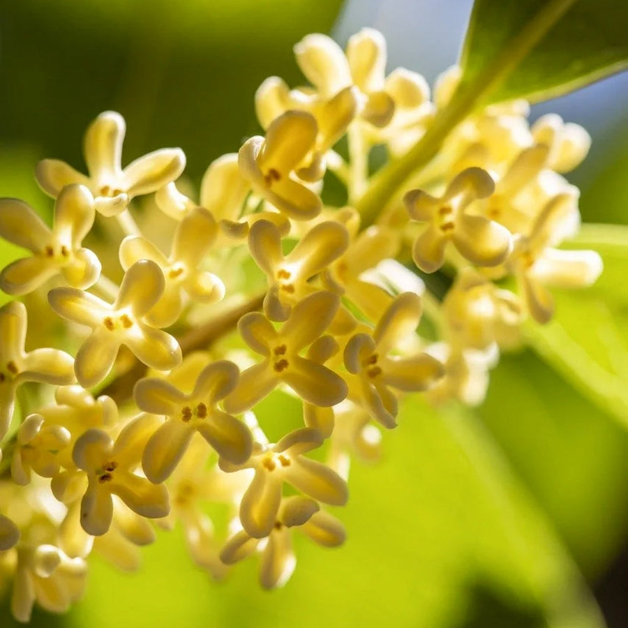 Osmanthus