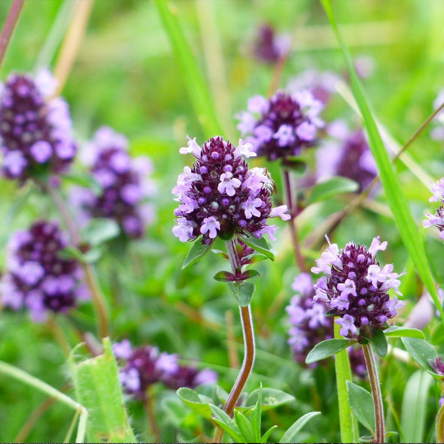 Thyme
