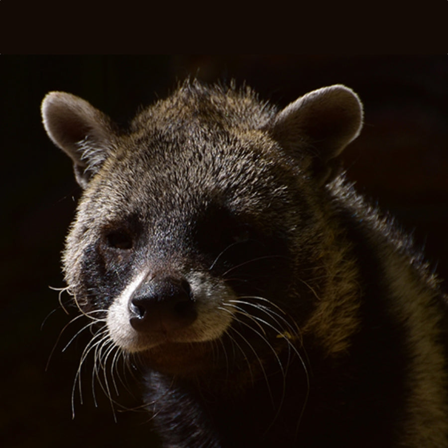 Animalic