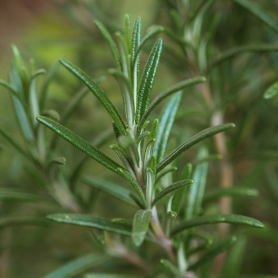 Aromatic