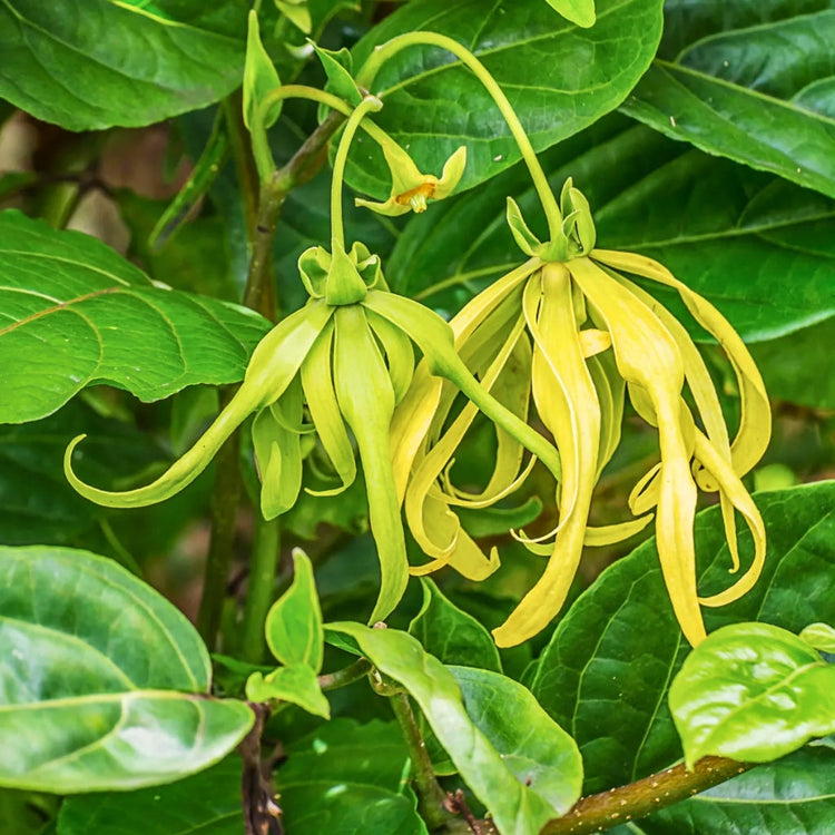 Ylang Ylang